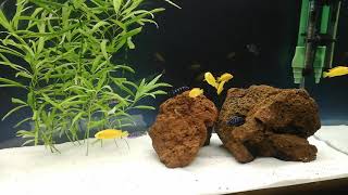 Demasoni & Sarı Prenses Malawi Cichlid Tank