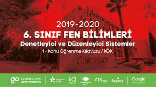 2019-2020 6. Sınıf Fen Bilimleri F6002 - Denetleyici Ve Düzenleyici Sistem Anlatan Tuğba Bilgili