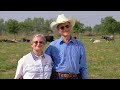Florida Cracker Cattle - America