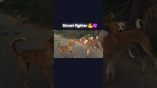 Dog Fight On Road