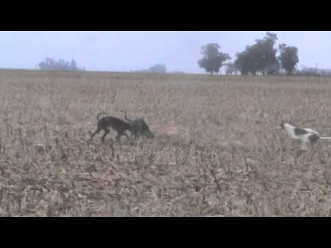caceria de liebres con galgos carcaraña parte 4