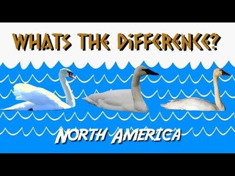 Swan Identification - Mute vs Trumpeter vs Tundra