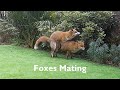 Foxes mating - old version