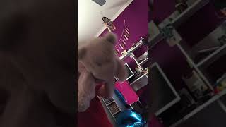 Teddy Twerk
