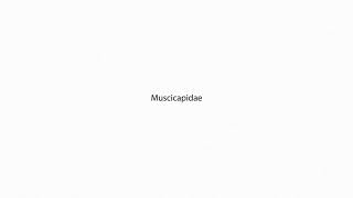 Muscicapidae Pronunciation