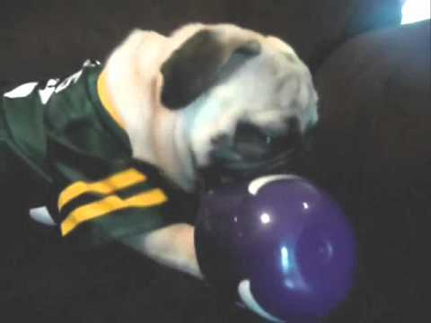 Packers Pug