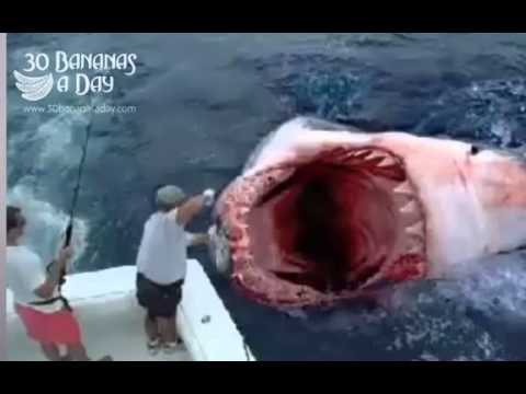New Zealand fishing boat hauls in plane with body - Worldnews.com