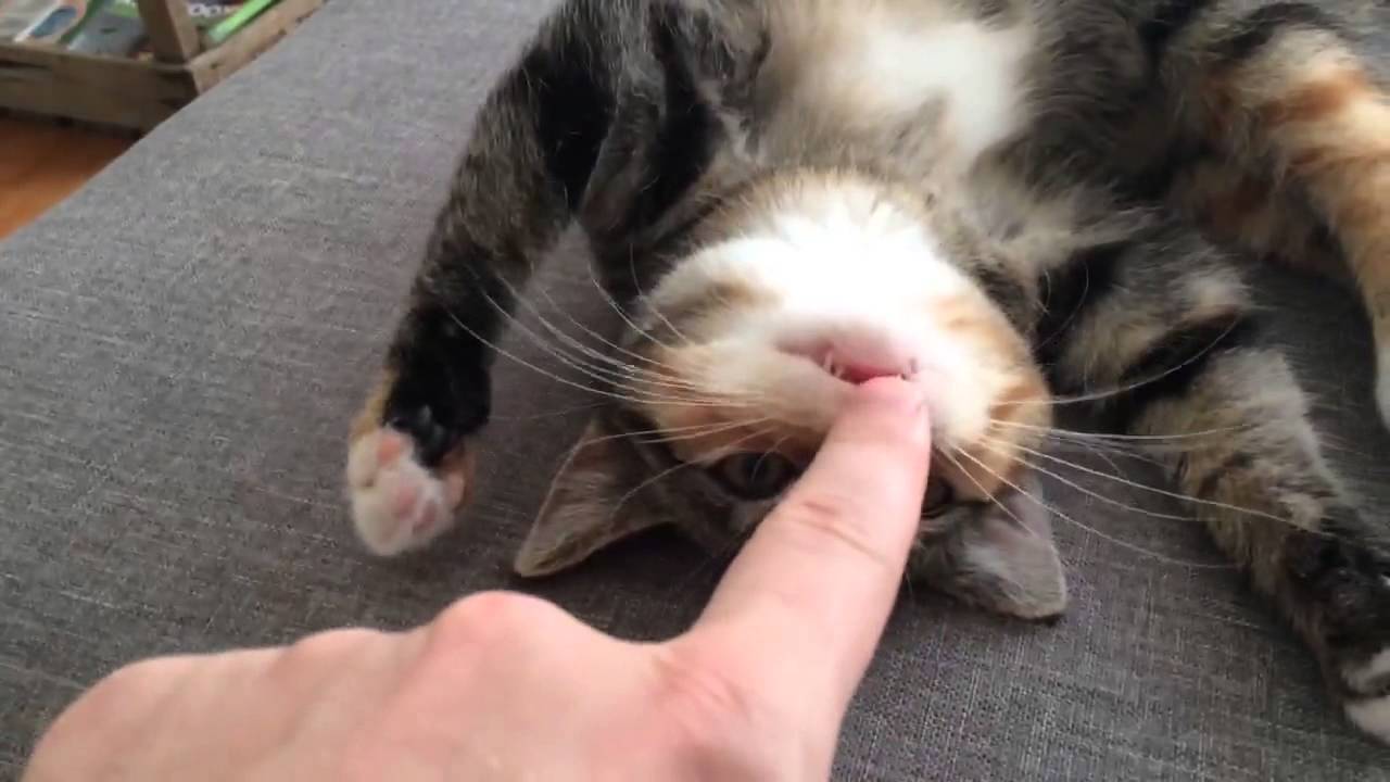 finger tickling a cat