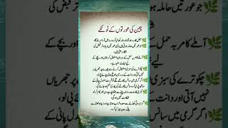 Chinese Aurtun Ky Totky