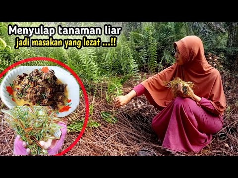 AKTIVITAS CARI PAKIS DI KEBUN SAWIT || MEMASAK PAKIS SIPUT BAKAU SAMBAL JENGKOL IKAN BILIS GORENG