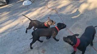 Eliblood Kennels Presents....another Day With The A.p.b.t 21724