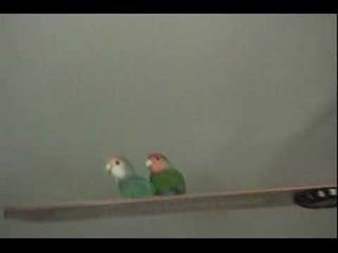 Love Birds Spinning On The Ceiling Fan You Love Birds Spinning On The Ceiling Fan