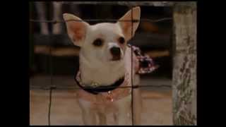 Kapamilya Kiddie Blockbusters Beverly Hills Chihuahua