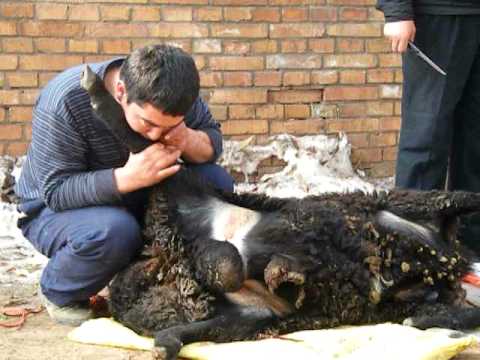 blowing-up-a-sheep-for-korban.html