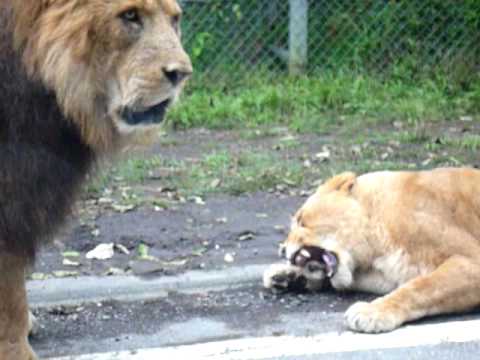 ライオンの喧嘩　富士サファリパーク