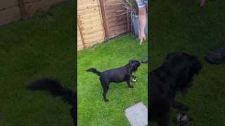 Hugo Doing His Tricks