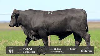 LOTE 91 - TOUROS BRANGUS - LEILÃO SÃO BIBIANO 2021