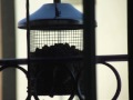 Blue tit feeding on Nature's Feast Bird Nuts on Window Balcony Feeder (4)