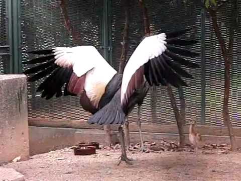 Grey crowned crane's Dance - 天王寺動物園のホオジロカンムリヅル