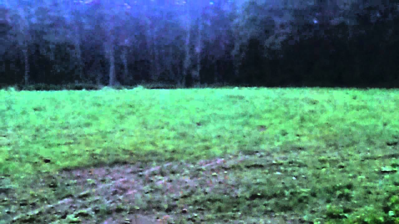jagd auf schwarzwild jagd auf schwarzwild