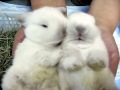 Cute Sleepy White Baby Bunnies Cleaning Little Paws