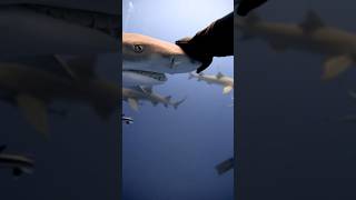Lemon Shark Nose Rubs