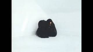 Chelsea Wolfe Hiss Spun Full Album Chelsea Wolfe Hiss Spun Full Album