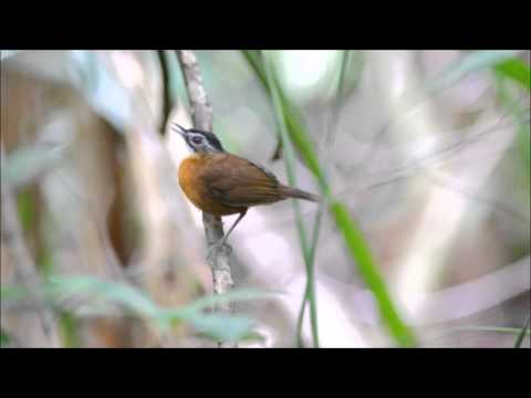 VIDEO : black-capped babbler - a black-capped babbler singing in the forest of gunung arong. you can hear it's mate singing the four note song in the  ...