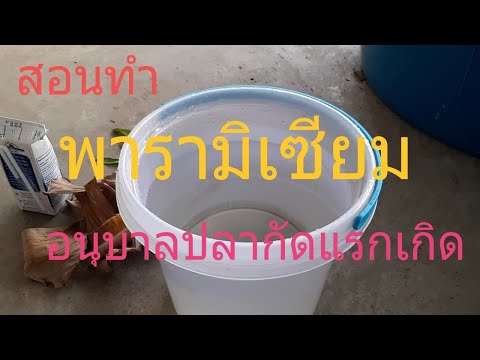 ทำพารามิเซียม อนุบาลลูกปลากัด ดีที่สุด