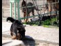 Немецкая овчарки, щенок, питомник "с 
