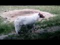 Knuthenborg Safaripark Wilki Arctic Wolf images Knuthenborg Safaripark Wilki Arctic Wolf