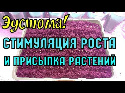Комнатная эустома: выращивание и уход в домашних условиях Выращивание эустомы в открытом грунте