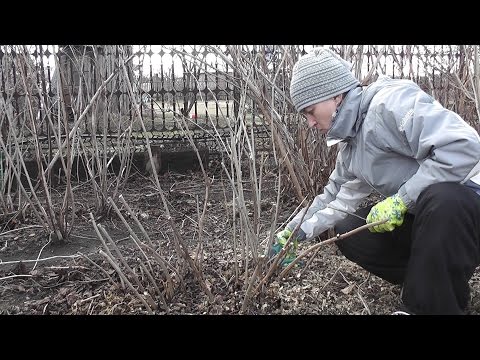 Роза в горшке когда обрезать Роза в горшке когда обрезать
