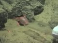 Davidson Seamount Exploration 2002: "Deep Sea Toad" Robotic Arm Capture