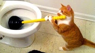 Cats Funny Videos 2019