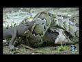Ular Monster Telan Buaya images Ular Monster Telan Buaya