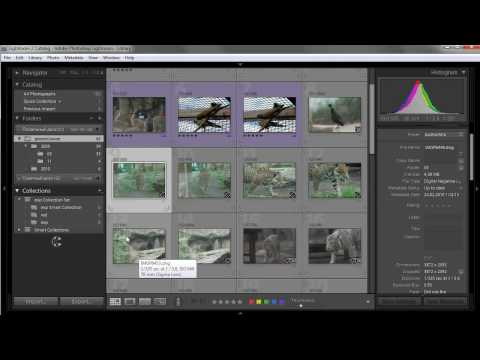 Как создать каталог в лайтруме видео