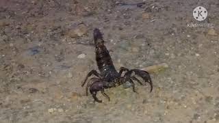 Scorpiones Is On Attacking Mode
