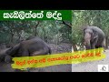 කැබිලිත්තේ මද්දු | නිදන් ඉන්න අලි ඇහැරවීම | Elephant attack sudden after asleep at Kebiliththa