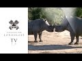 Rhinos Courting and Mating - Londolozi TV