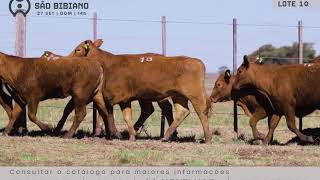LOTE 10 - FÊMEAS BRANGUS "B" - LEILÃO VIRTUAL SÃO BIBIANO 2020