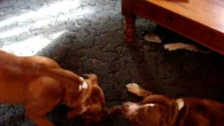 Pit Bull Tug O War Pt. 2