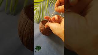 Diy Coconut Shell Planter