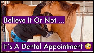 Believe It Or Not, This Is A Dentist Appointment 🤣 Cleaning Teeth To Sheath While Horse Is Sedated