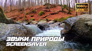 Живая Природа - Река | Звуки Природы | Звуки Ручья | Шум Реки | Антистресс | Релаксация | Заставка