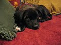 jack the dog chillin on the couch