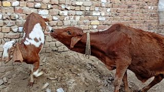 Cow Breast Feeding Milk Today Milk Animals Babyq Nikka Haji