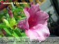 Ayat 33 Ayat Pelindung Diri Full Imam Mishary Aura Metafizik images Ayat 33 Ayat Pelindung Diri Full Imam Mishary Aura Metafizik