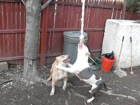 Jada and Buffy the Body (9 buffie body 2009. Jada and Buffy the Body (9