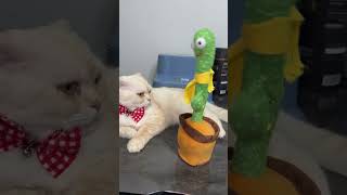 Mia Nın Umursamazlık Seviyesi Sonundaki Kafa Çevirmesi